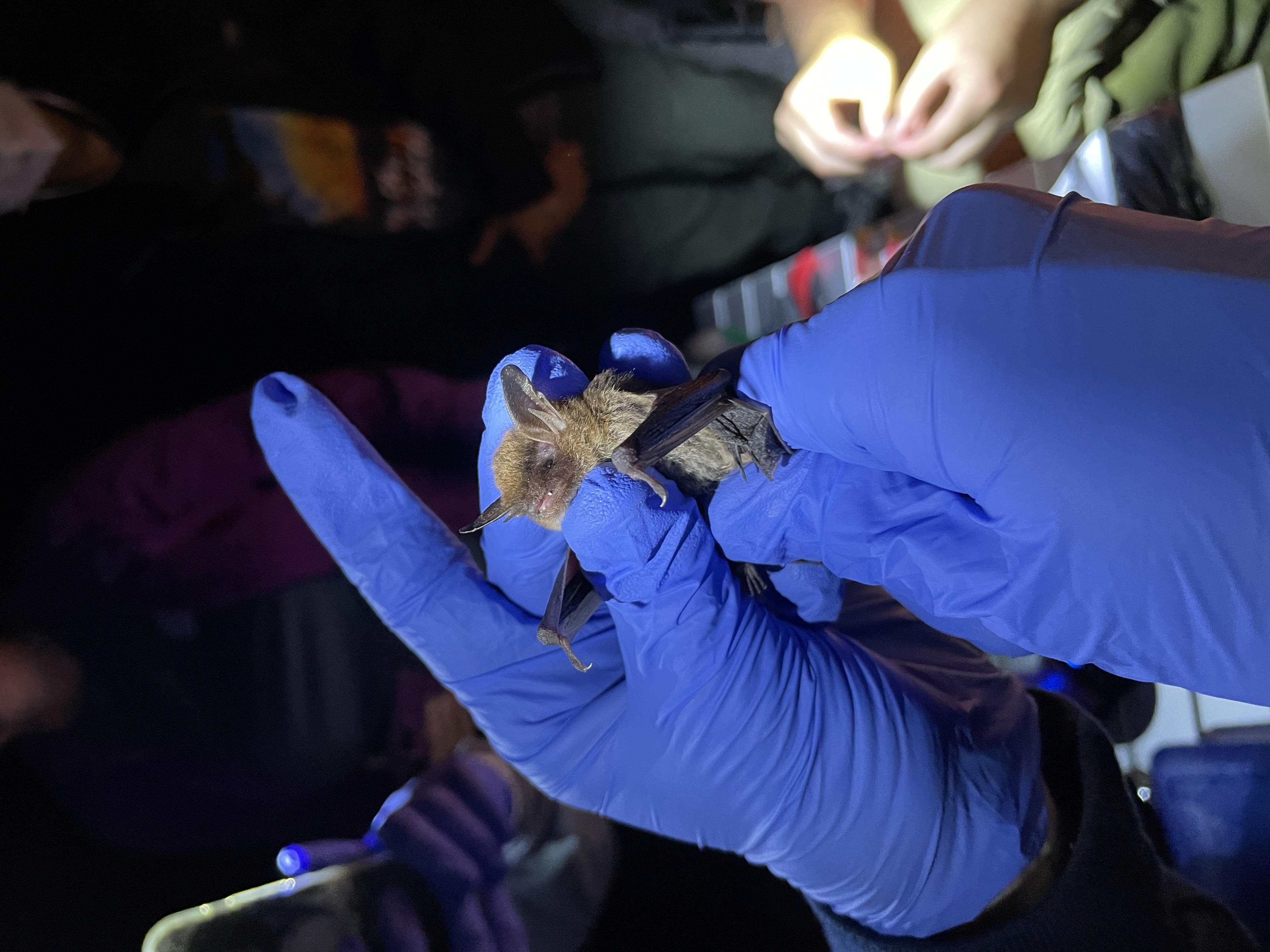 Breeding Population of Endangered Northern Longeared Bats Discovered